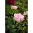 Kép 4/6 - Paeonia lactiflora 'Pillow Talk' – Illatos bazsarózsa
