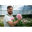 Kép 2/6 - Paeonia lactiflora 'Pillow Talk' – Illatos bazsarózsa