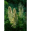 Kép 3/4 - Acanthus hungaricus – Balkáni medveköröm