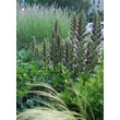 Kép 2/4 - Acanthus hungaricus – Balkáni medveköröm