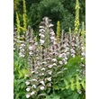 Kép 1/4 - Acanthus hungaricus – Balkáni medveköröm