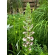 Kép 4/4 - Acanthus mollis – Medveköröm - képek rendelés vásárlás a Megyeri Szabolcs Kertészeti webáruházban.