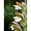 Kép 2/4 - Acanthus mollis – Medveköröm - képek rendelés vásárlás a Megyeri Szabolcs Kertészeti webáruházban.