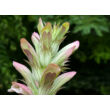 Kép 3/4 - Acanthus mollis – Medveköröm - képek rendelés vásárlás a Megyeri Szabolcs Kertészeti webáruházban.
