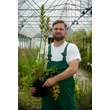 Kép 2/5 - Acanthus mollis – Medveköröm - képek rendelés vásárlás a Megyeri Szabolcs Kertészeti webáruházban.