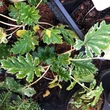 Kép 2/4 - Acanthus mollis 'Whitewater' - Fehér medveköröm