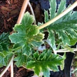 Kép 3/4 - Acanthus mollis 'Whitewater' - Fehér medveköröm