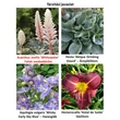 Kép 4/4 - Acanthus mollis 'Whitewater' - Fehér medveköröm