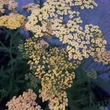 Kép 2/3 - Achillea 'Hannelore Pahl' – Cickafark