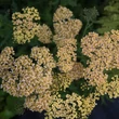 Kép 1/3 - Achillea 'Hannelore Pahl' – Cickafark