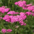Kép 1/2 - Achillea millefolium 'Cerise Queen' – Cickafark