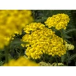 Kép 2/3 - Achillea millefolium 'Desert Eve Light Yellow' – Közönséges cickafark - képek rendelés vásárlás a Megyeri Szabolcs Kertészeti webáruházban.