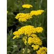 Kép 3/3 - Achillea millefolium 'Desert Eve Light Yellow' – Közönséges cickafark - képek rendelés vásárlás a Megyeri Szabolcs Kertészeti webáruházban.