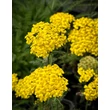 Kép 1/3 - Achillea millefolium 'Desert Eve Light Yellow' – Közönséges cickafark