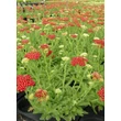 Kép 3/4 - Achillea millefolium 'Desert Eve (Light) Red' (syn.: 'Desred')– Közönséges cickafark