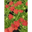 Kép 4/4 - Achillea millefolium 'Desert Eve (Light) Red' (syn.: 'Desred')– Közönséges cickafark