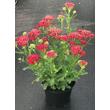 Kép 2/4 - Achillea millefolium 'New Vintage Red' – Cickafark habitusa