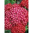 Kép 3/4 - Achillea millefolium 'New Vintage Red' – Cickafark virágzata