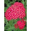 Kép 1/4 - Achillea millefolium 'Paprika' – Cickafark
