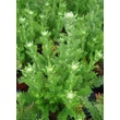 Kép 2/4 - Achillea millefolium 'Paprika' – Cickafark