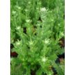 Achillea millefolium 'Paprika' – Cickafark