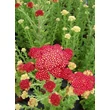Kép 4/4 - Achillea millefolium 'Paprika' – Cickafark