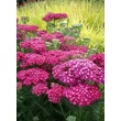 Kép 1/5 - Achillea millefolium 'Saucy Seduction' – Közönséges cickafark