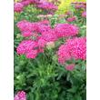Kép 3/5 - Achillea millefolium 'Saucy Seduction' – Közönséges cickafark