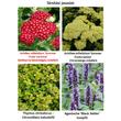 Kép 2/2 - Achillea millefolium 'Summer Fruits Carmine' - Közönséges cickafark