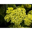 Kép 2/3 - Achillea millefolium 'Sunny Seduction' - Vajsárga közönséges cickafark - képek rendelés vásárlás a Megyeri Szabolcs Kertészeti webáruházban.