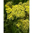 Kép 3/3 - Achillea millefolium 'Sunny Seduction' - Vajsárga közönséges cickafark - képek rendelés vásárlás a Megyeri Szabolcs Kertészeti webáruházban.
