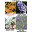 Kép 2/2 - Achillea millefolium 'Terracotta' - Közönséges cickafark (terracotta)