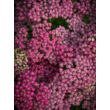 Kép 3/5 - Achillea millefolium 'Tutti Frutti Pink Grapefruit' - Lilás rózsaszín közönséges cickafark - képek rendelés vásárlás a Megyeri Szabolcs Kertészeti webáruházban.