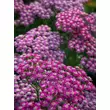 Kép 2/5 - Achillea millefolium 'Tutti Frutti Pink Grapefruit' - Lilás rózsaszín közönséges cickafark - képek rendelés vásárlás a Megyeri Szabolcs Kertészeti webáruházban.