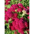 Kép 4/4 - Achillea millefolium 'Tutti Frutti Pomegranate' – Cickafark