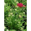 Kép 2/4 - Achillea millefolium 'Tutti Frutti Pomegranate' – Cickafark