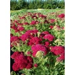 Kép 3/4 - Achillea millefolium 'Tutti Frutti Pomegranate' – Cickafark