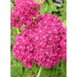Kép 2/3 - Achillea millefolium 'New Vintage Rose' (syn.: 'Balvinrose') – Közönséges cickafark