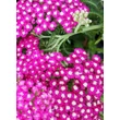 Kép 3/3 - Achillea millefolium 'New Vintage Rose' (syn.: 'Balvinrose') – Közönséges cickafark