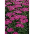 Kép 1/2 - Achillea millefolium 'New Vintage Violet' (syn.: 'Balvinviolet') – Közönséges cickafark