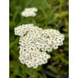 Kép 2/5 - Achillea millefolium 'New Vintage White' – Cickafark - képek rendelés vásárlás a Megyeri Szabolcs Kertészeti webáruházban.