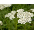 Kép 4/5 - Achillea millefolium 'New Vintage White' – Cickafark - képek rendelés vásárlás a Megyeri Szabolcs Kertészeti webáruházban.