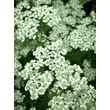 Kép 1/5 - Achillea millefolium 'New Vintage White' (syn.: 'Balvinwite') – Közönséges cickafark
