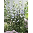 Kép 2/5 - Aconitum carmichaelli 'Cloudy' – Őszi sisakvirág