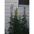 Kép 3/5 - Aconitum carmichaelli 'Cloudy' – Őszi sisakvirág