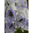 Kép 1/5 - Aconitum carmichaelli 'Cloudy' – Őszi sisakvirág