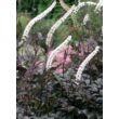 Kép 1/5 - Actaea simplex 'Black Negligee' (syn. Cimicifuga simplex) – Füzéres poloskavész, poloskafű