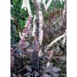 Actaea simplex 'Black Negligee' (syn. Cimicifuga simplex) – Füzéres poloskavész, poloskafű