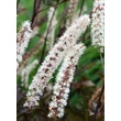 Kép 5/5 - Actaea simplex 'Black Negligee' (syn. Cimicifuga simplex) – Füzéres poloskavész, poloskafű