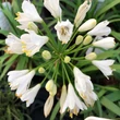 Kép 3/5 - Agapanthus 'Blanche' – Szerelemvirág